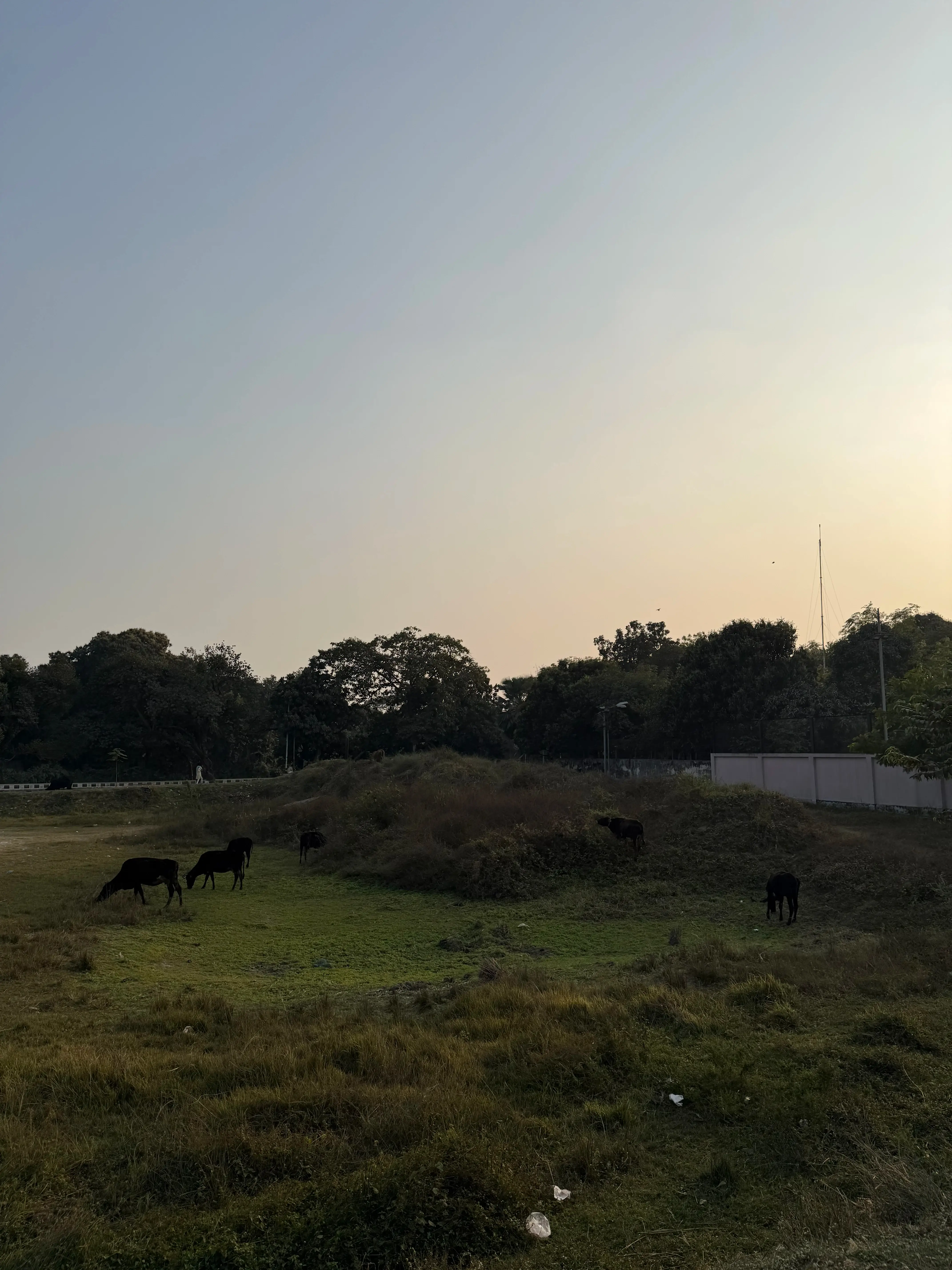 Cows on a field