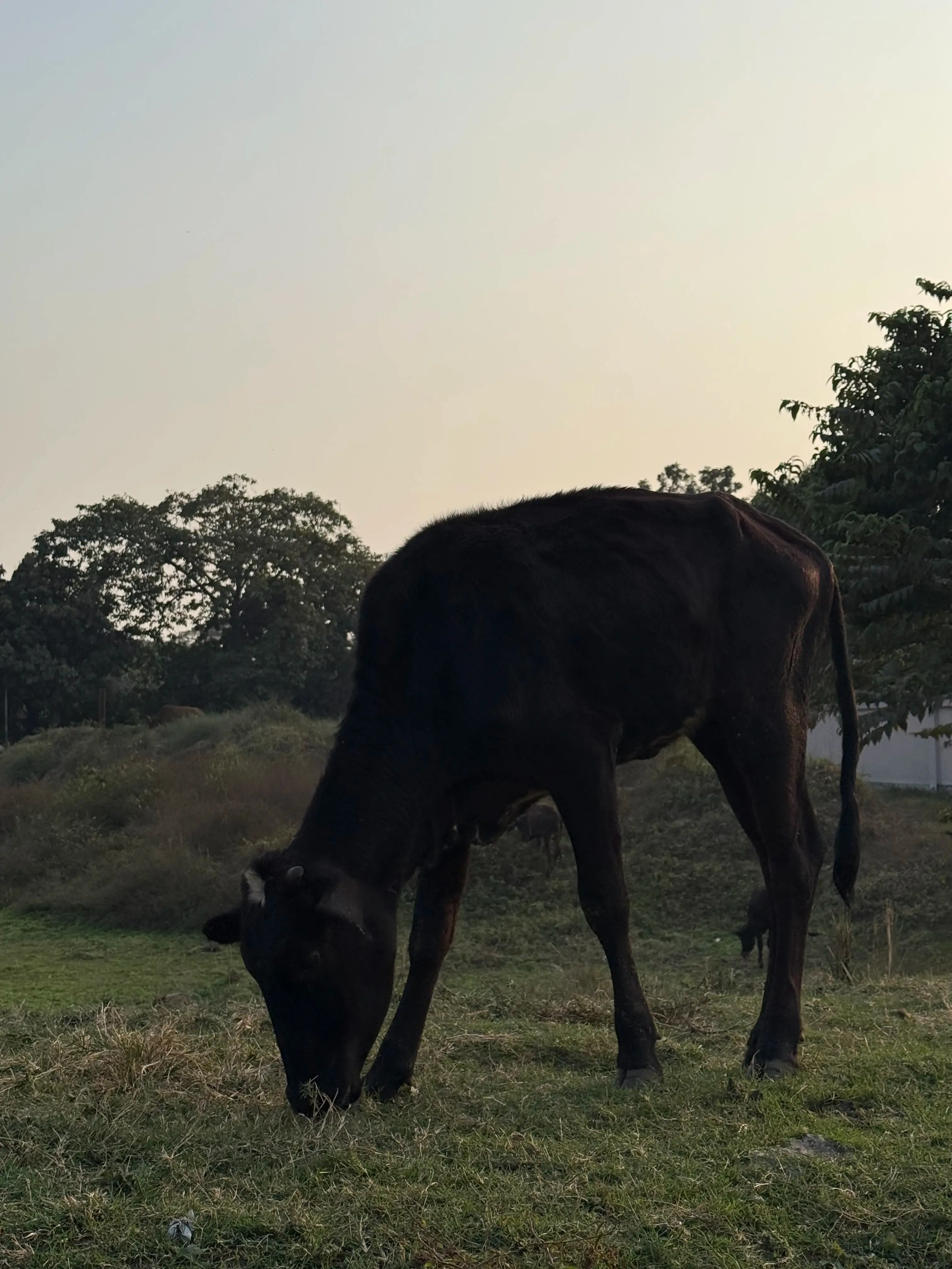 The Cow
